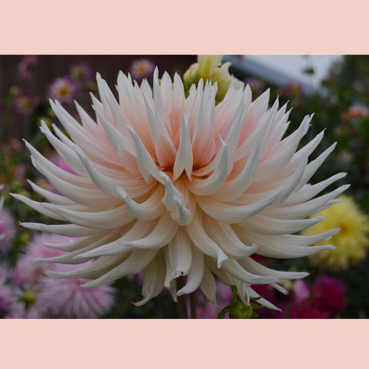 Dahlia Hollyhill Moonsong