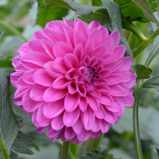 Dahlia Ivy Rose