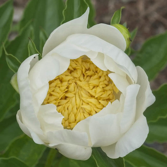 Peony Jan van Leeuwen