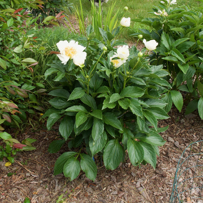 Peony Jan van Leeuwen