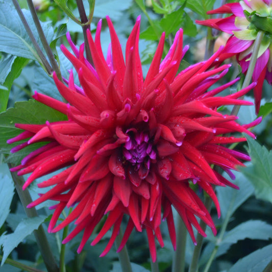 Dahlia Juanita