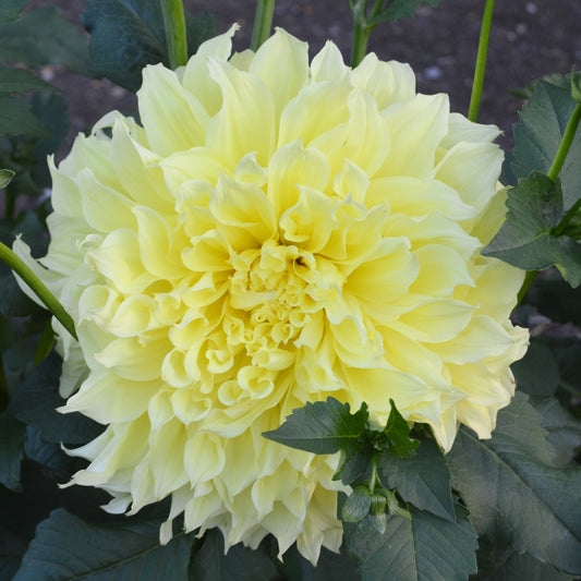 Dahlia Kelvin Floodlight