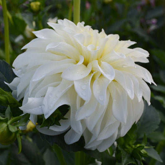 Dahlia Korb River Bend Jean