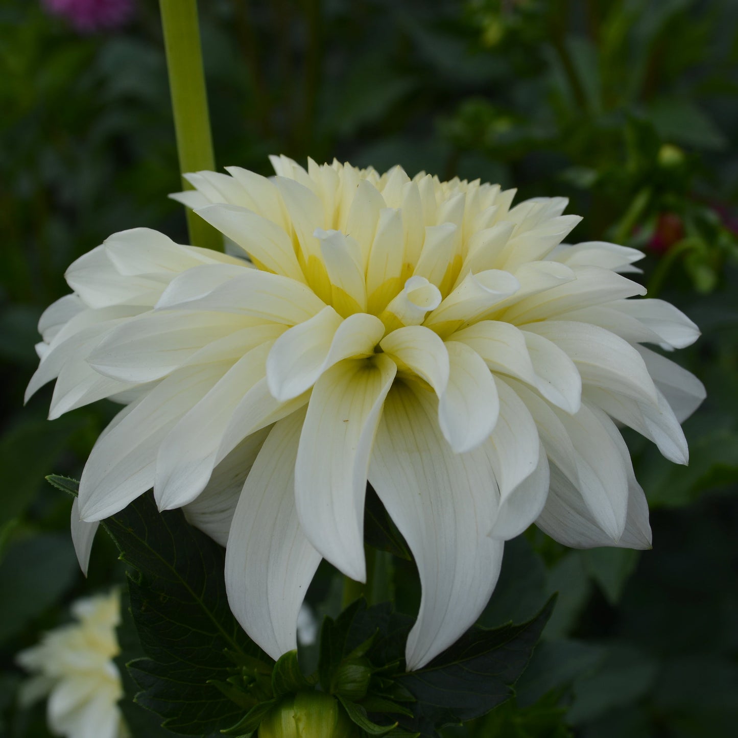 Dahlia Korb River Bend Jean