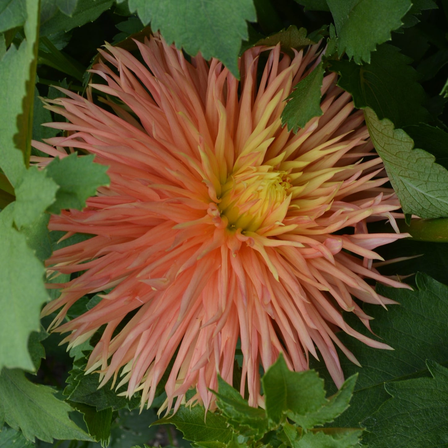 Dahlia Lakeview Kaboom