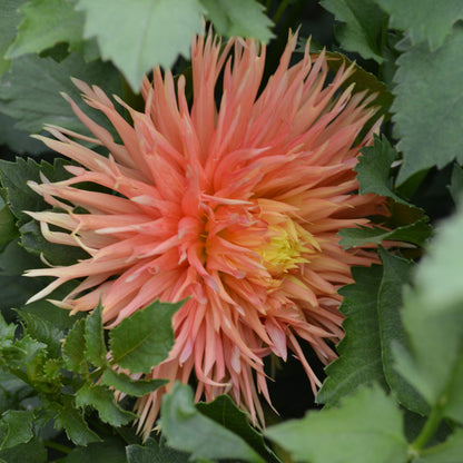 Dahlia Lakeview Kaboom