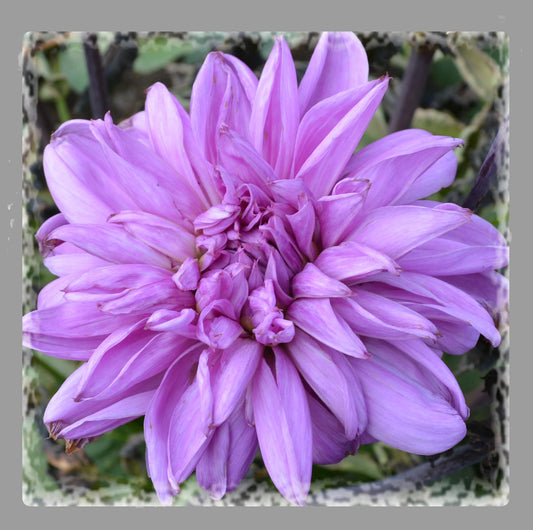 Dahlia Lilac Time