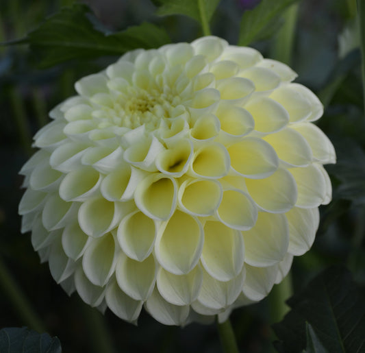 Dahlia MM Buttercream