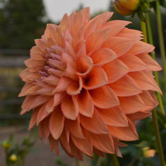 Dahlia Misfit Kaleidoscope