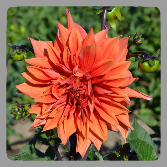 Dahlia Mrs Eileen