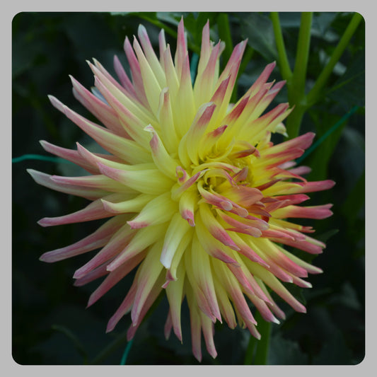 Dahlia NOID Cactus #1