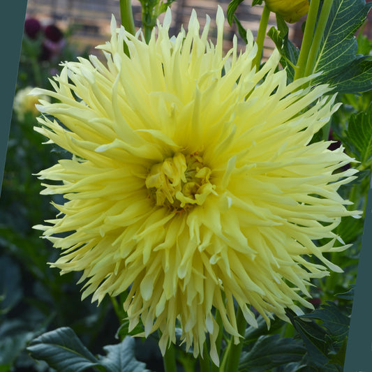 Dahlia Northlake Heritage