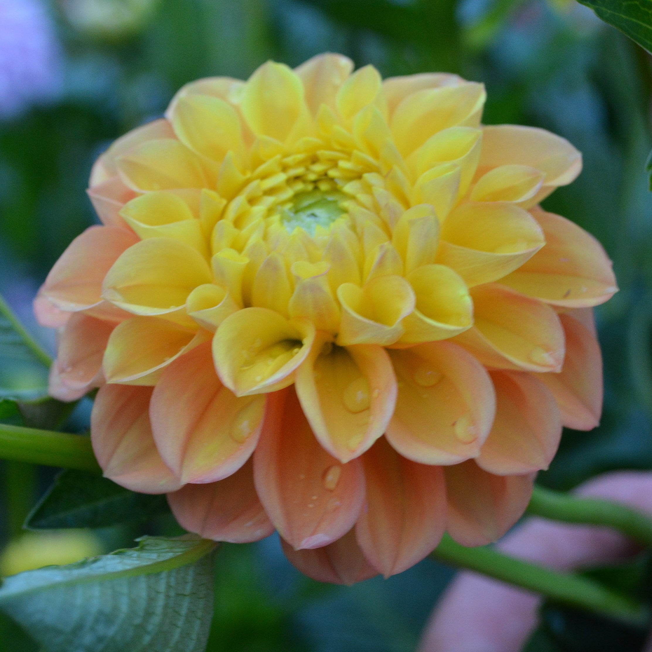 Dahlia Oh Honey! – Hoodoo Flower Farm