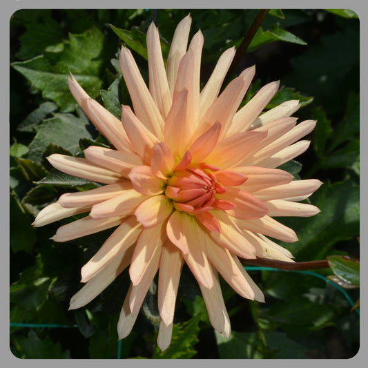 Dahlia Peach Fuzz