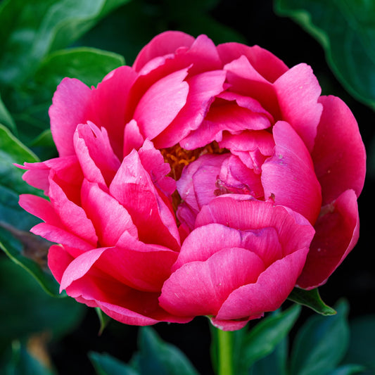 Peony Raspberry Charm