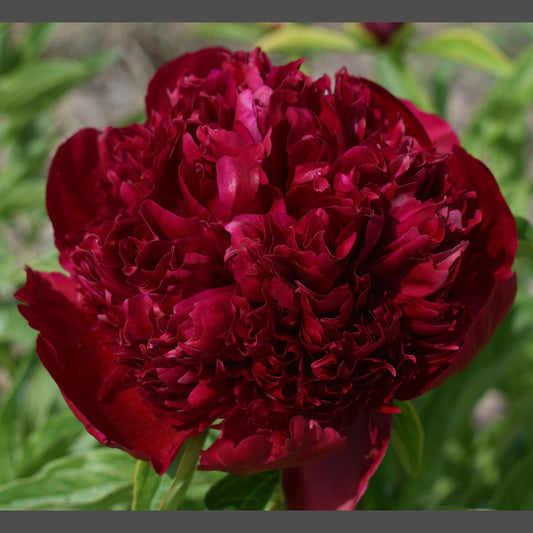 Peony Peter Brand