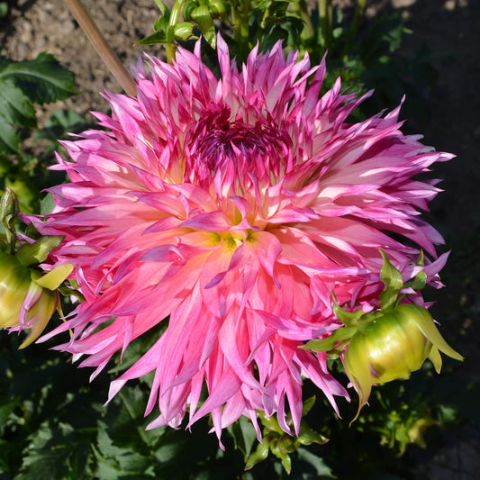 Dahlia Pineland's Princess