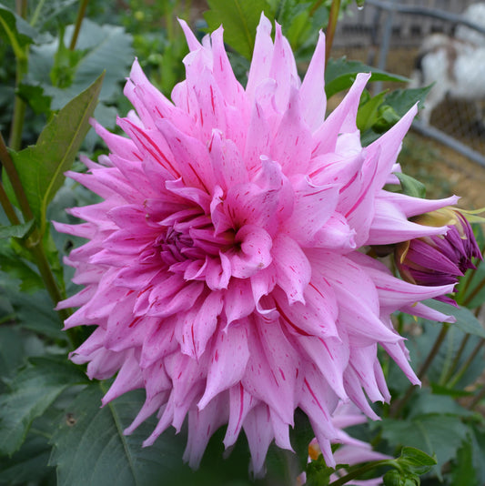 Dahlia Pink Mick's Peppermint