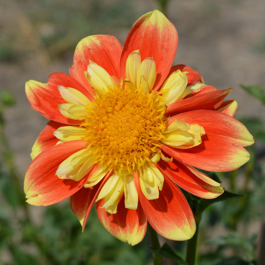 Dahlia Pooh