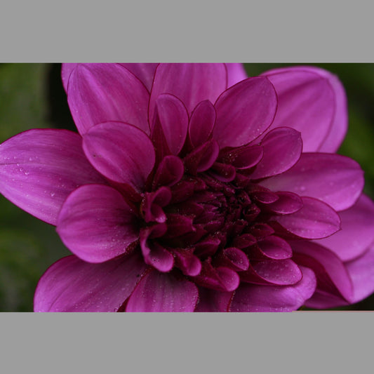 Dahlia Purple Flame