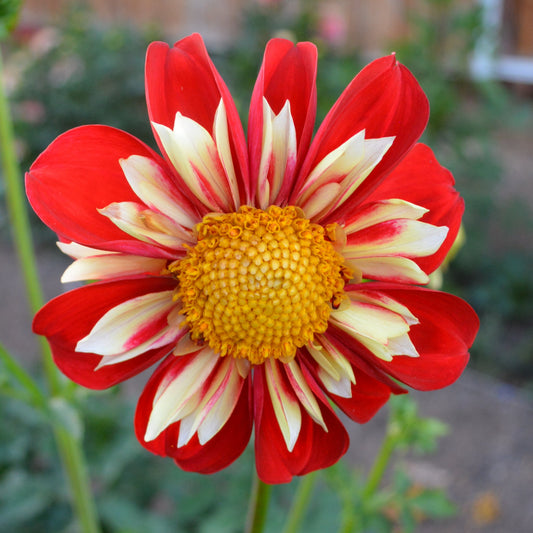 Dahlia River's Everyone