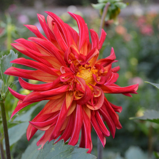 Dahlia River's Novelty