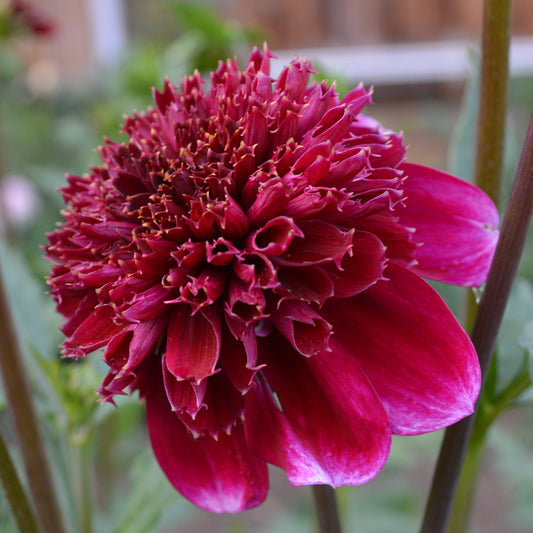 Dahlia Rock Star