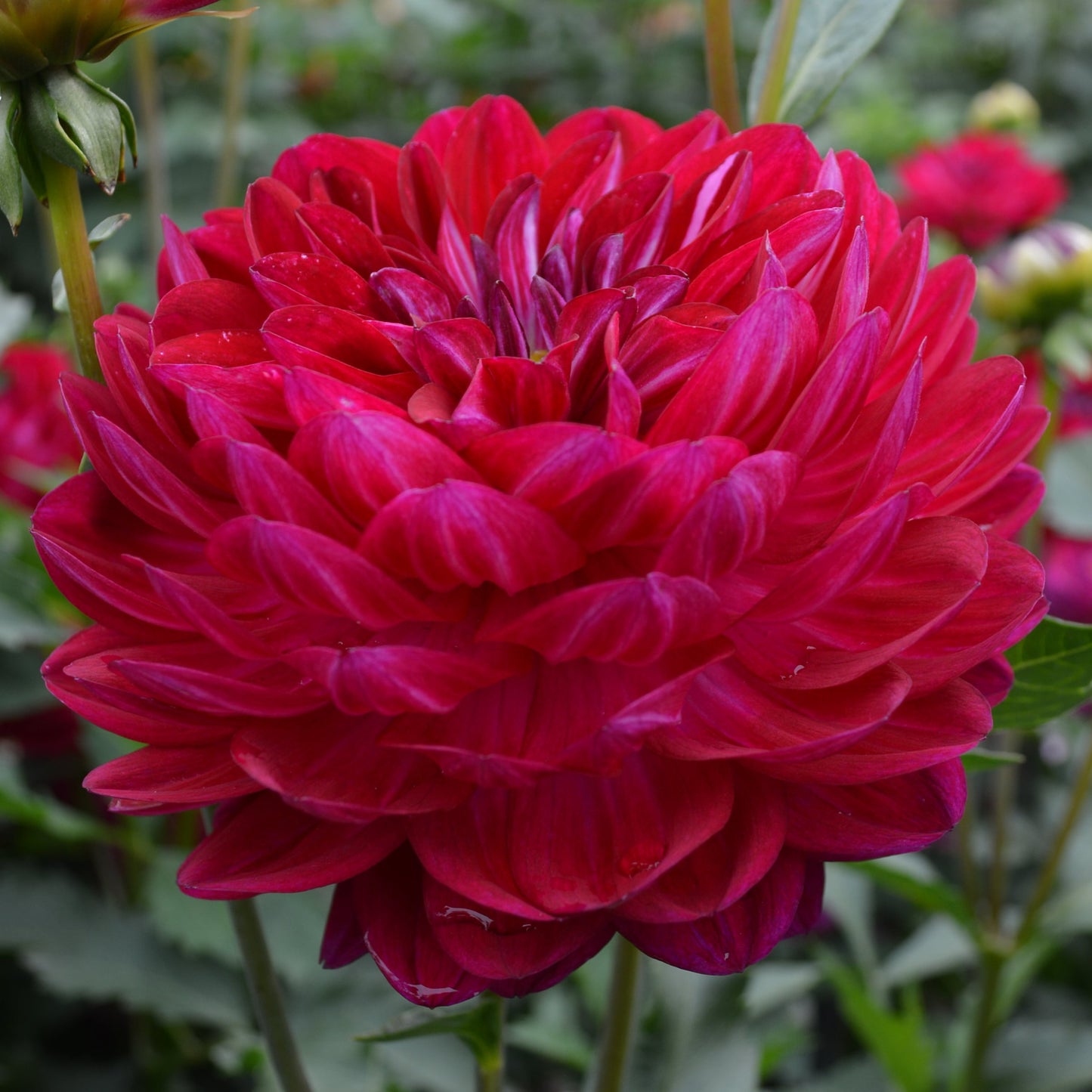 Dahlia Sandia Bertha