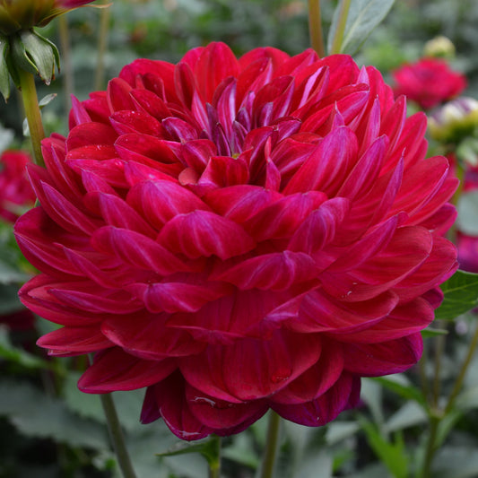 Dahlia Sandia Bertha