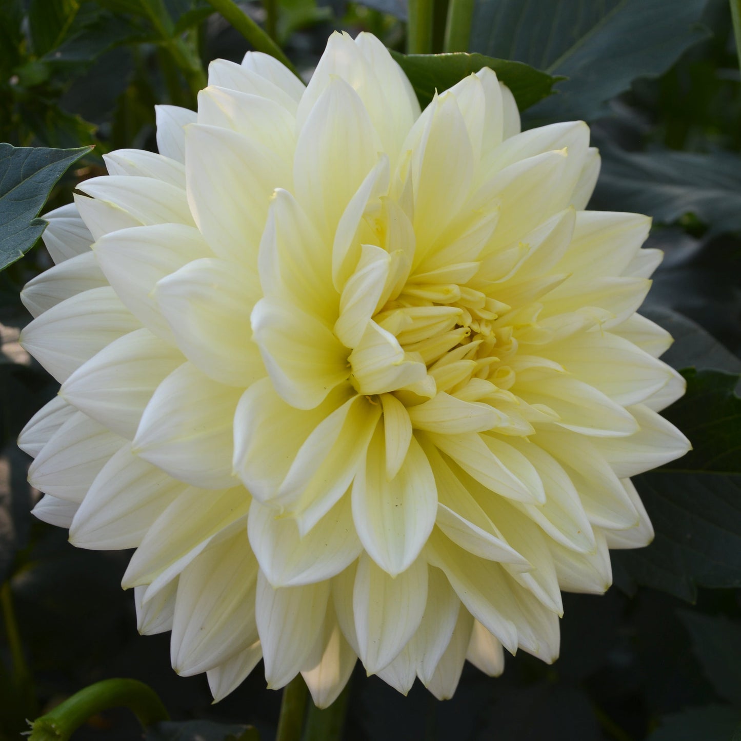 Dahlia Sandia Showboat