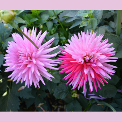 Dahlia Sandia Barbie