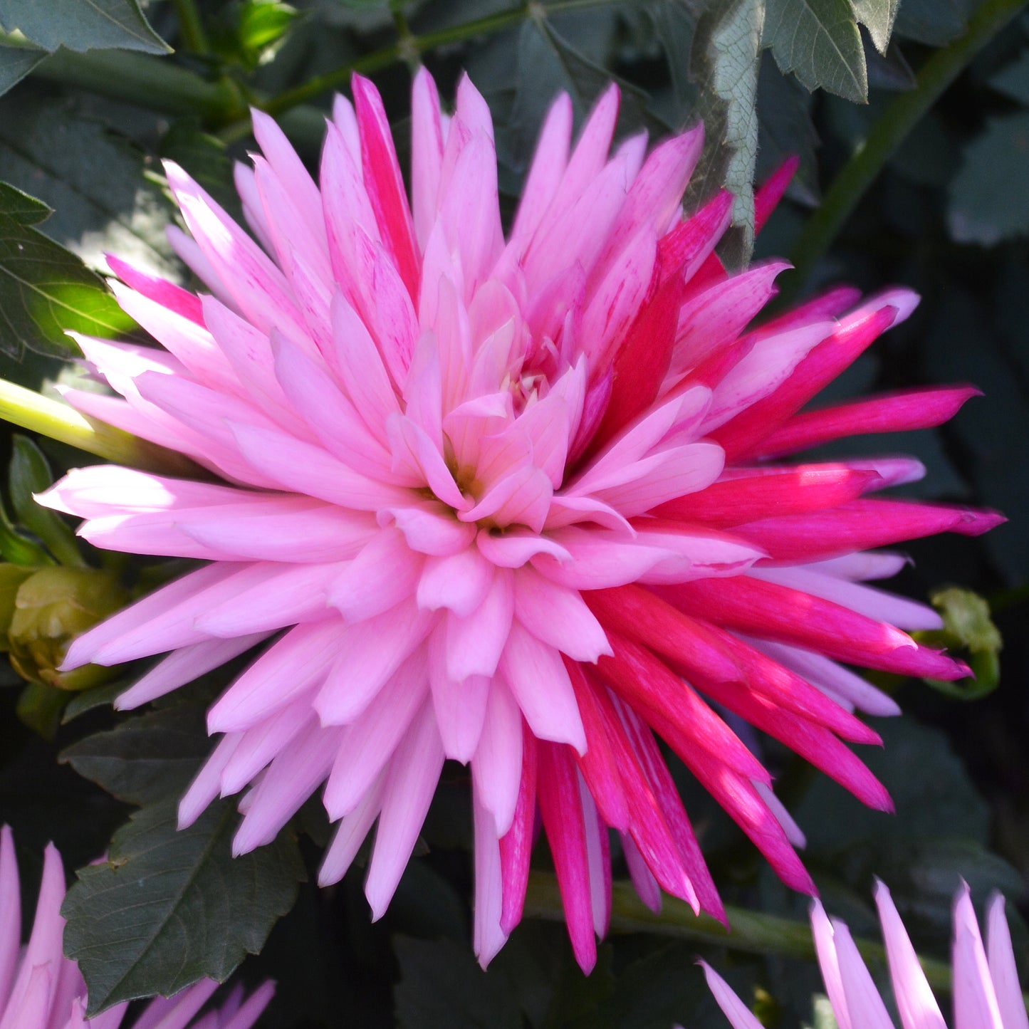Dahlia Sandia Barbie