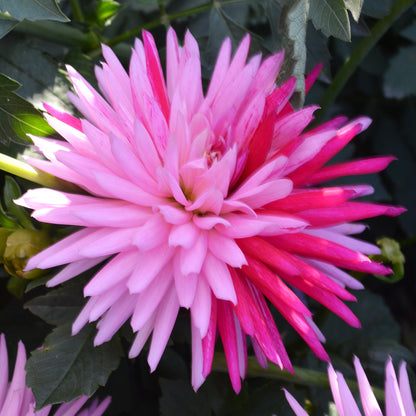 Dahlia Sandia Barbie