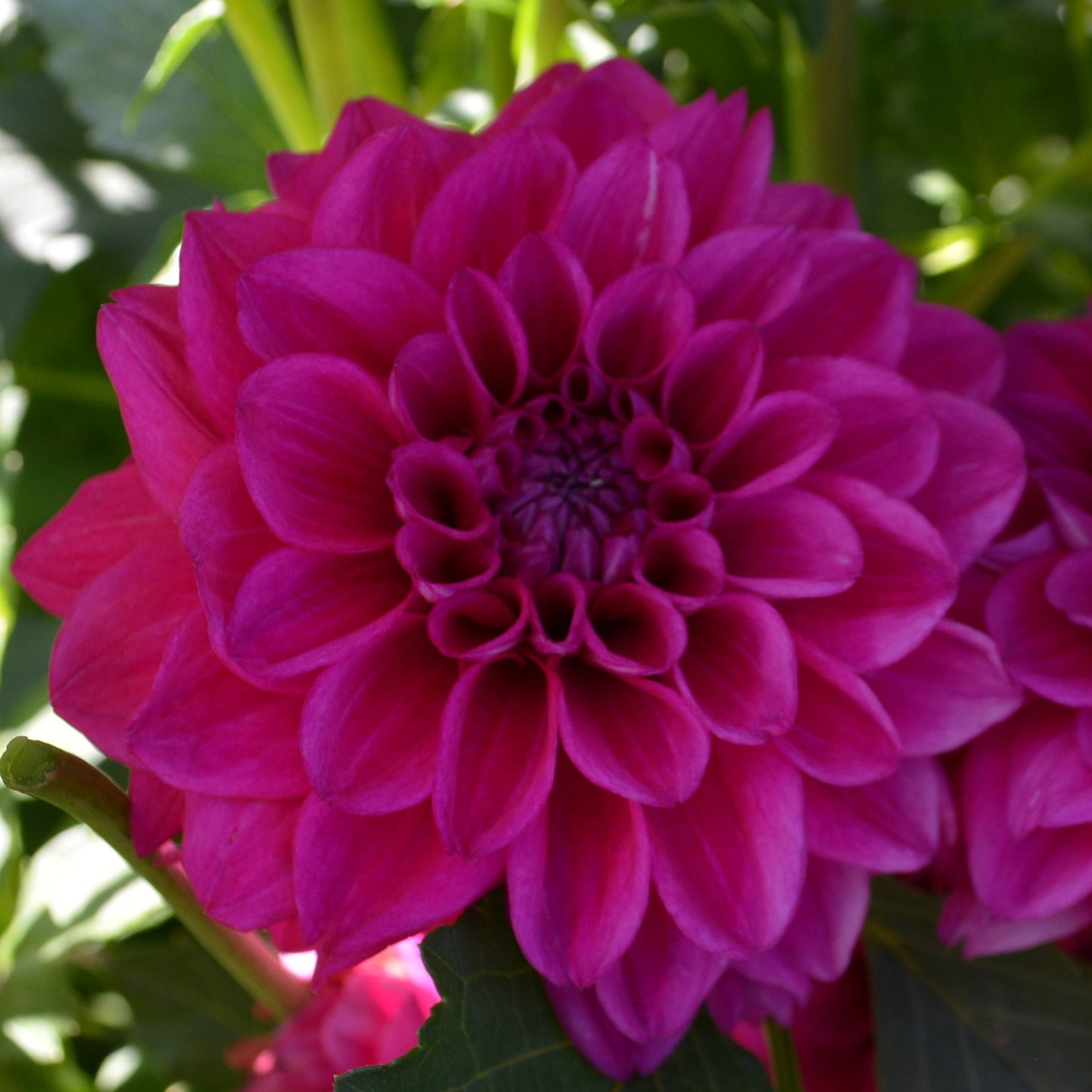 Dahlia Santander Solid Sport