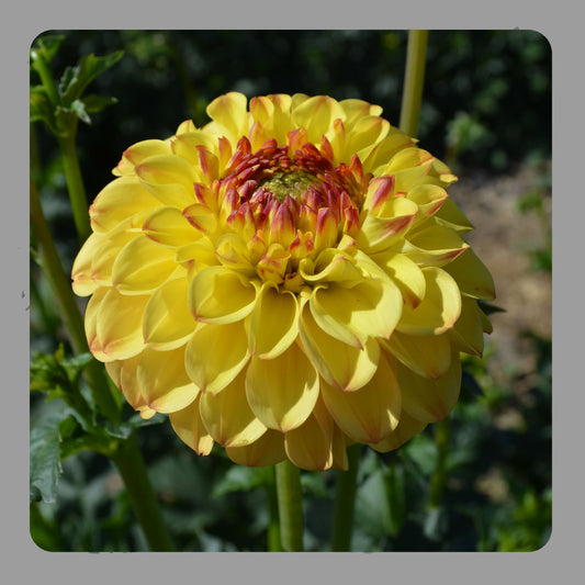Dahlia Sunny Boy