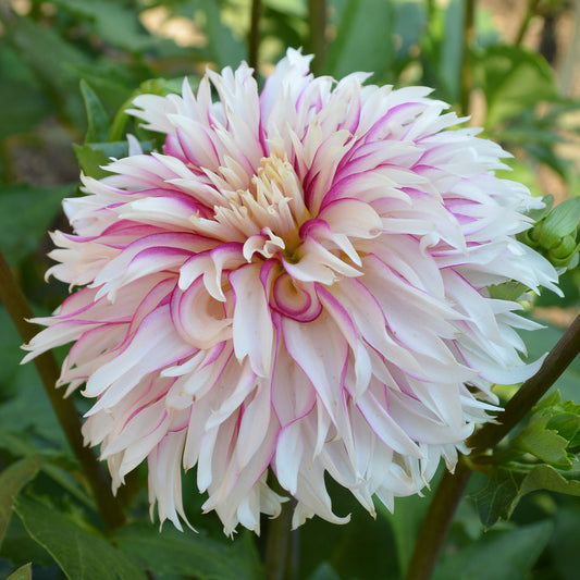 Dahlia Tahoma Tempest