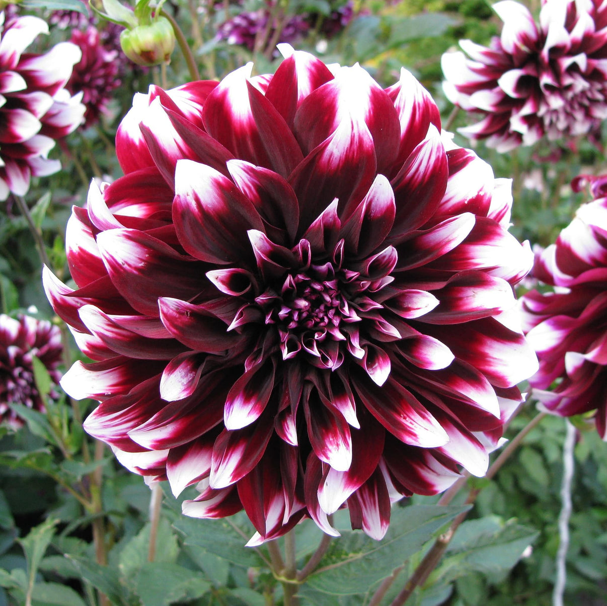 Dahlia Tartan – Hoodoo Flower Farm