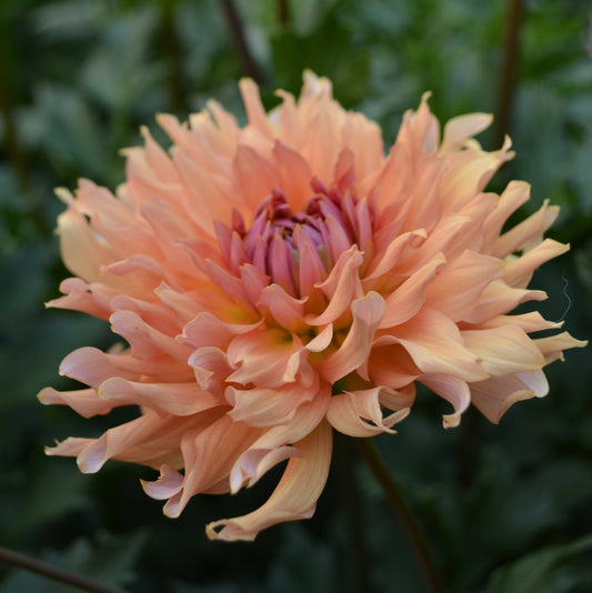 Dahlia Terracotta