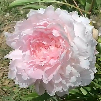 Peony Tourangelle