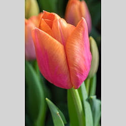 Tulip Triumph Orange Dynasty