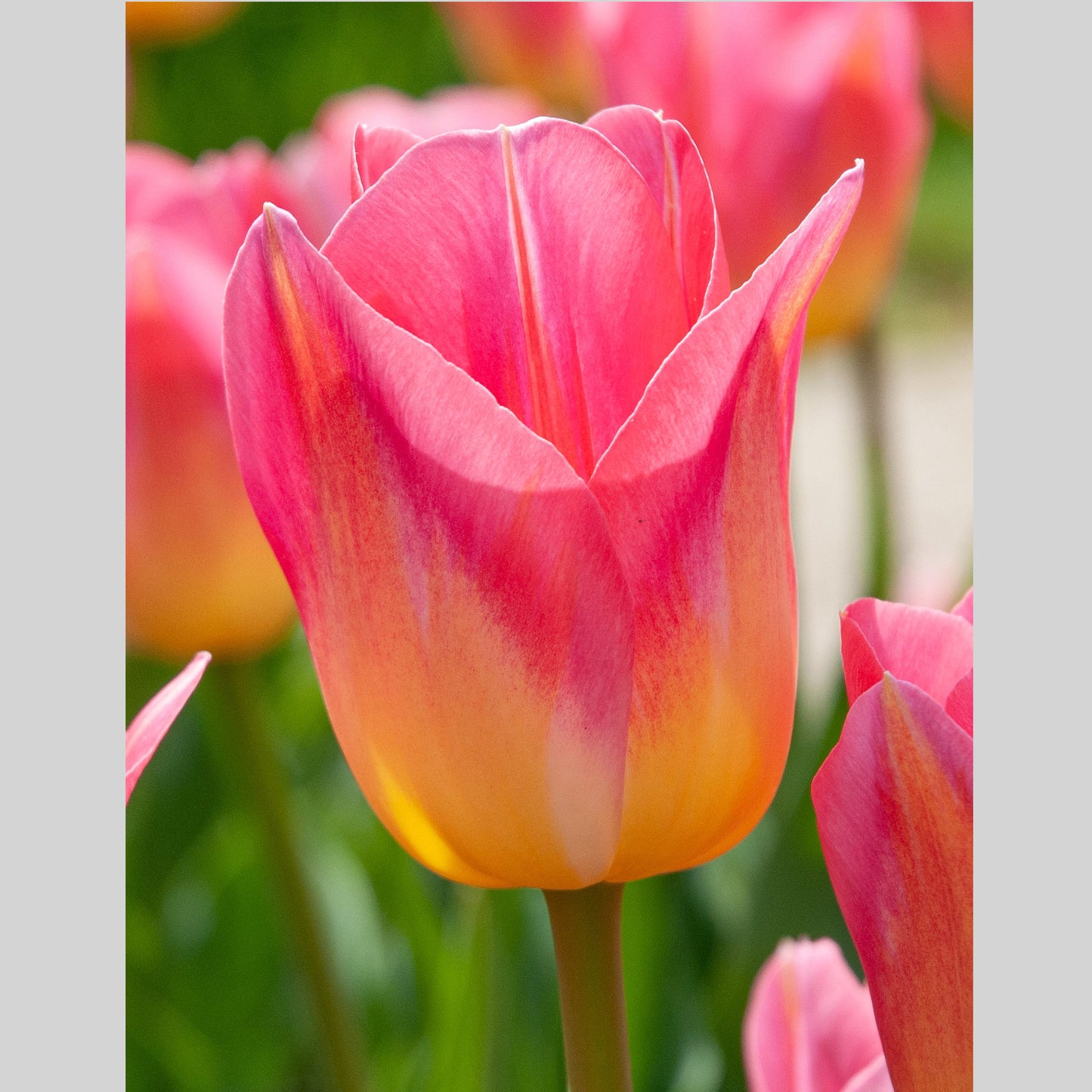 Tulip Triumph Tom Pouce