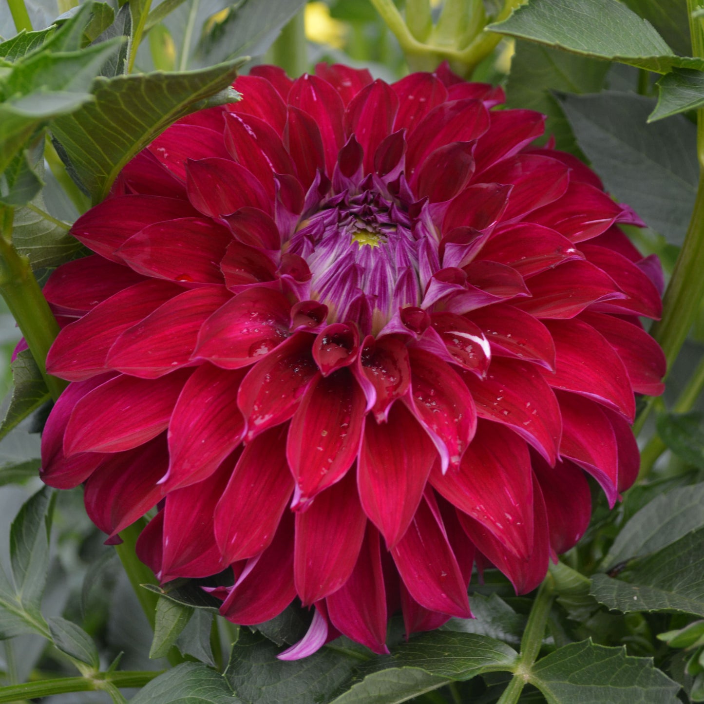 Dahlia AC Tweedly Dum