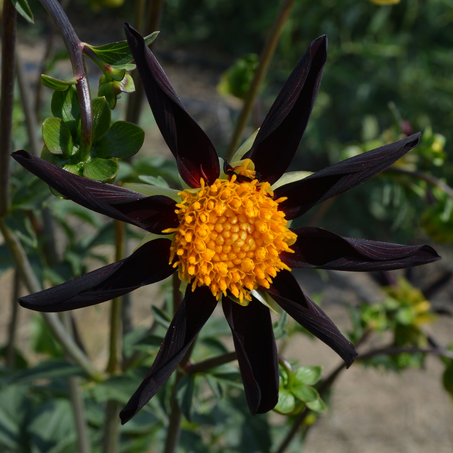 Dahlia Verrone's Obsidian