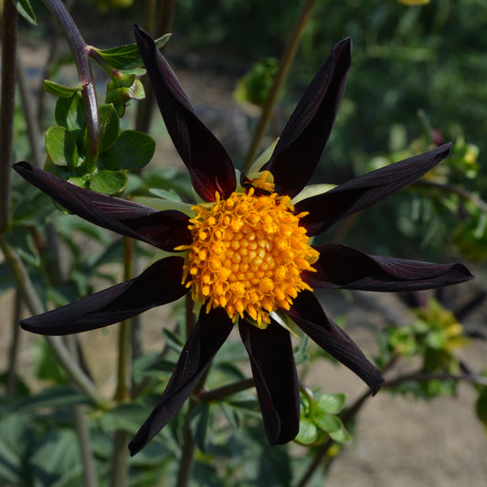 Dahlia Verrone's Obsidian