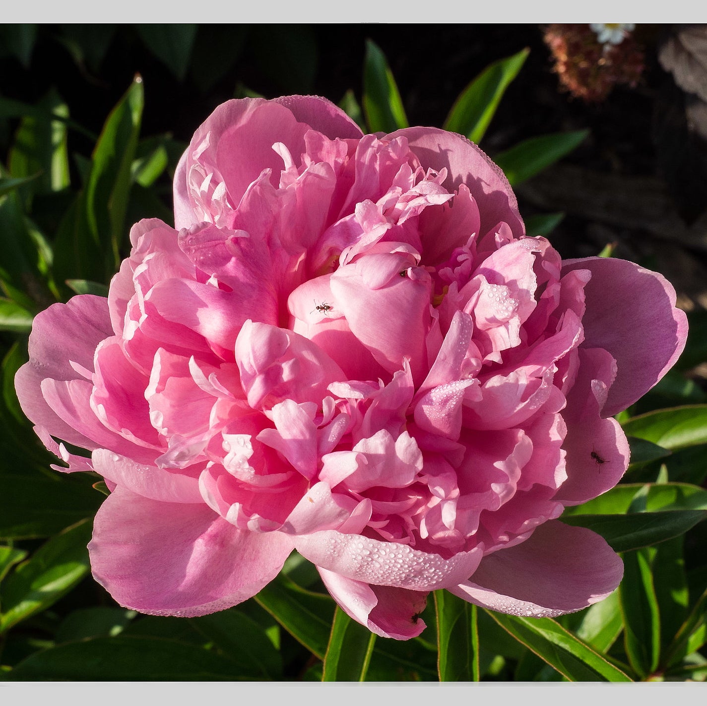 Peony Walter Faxon