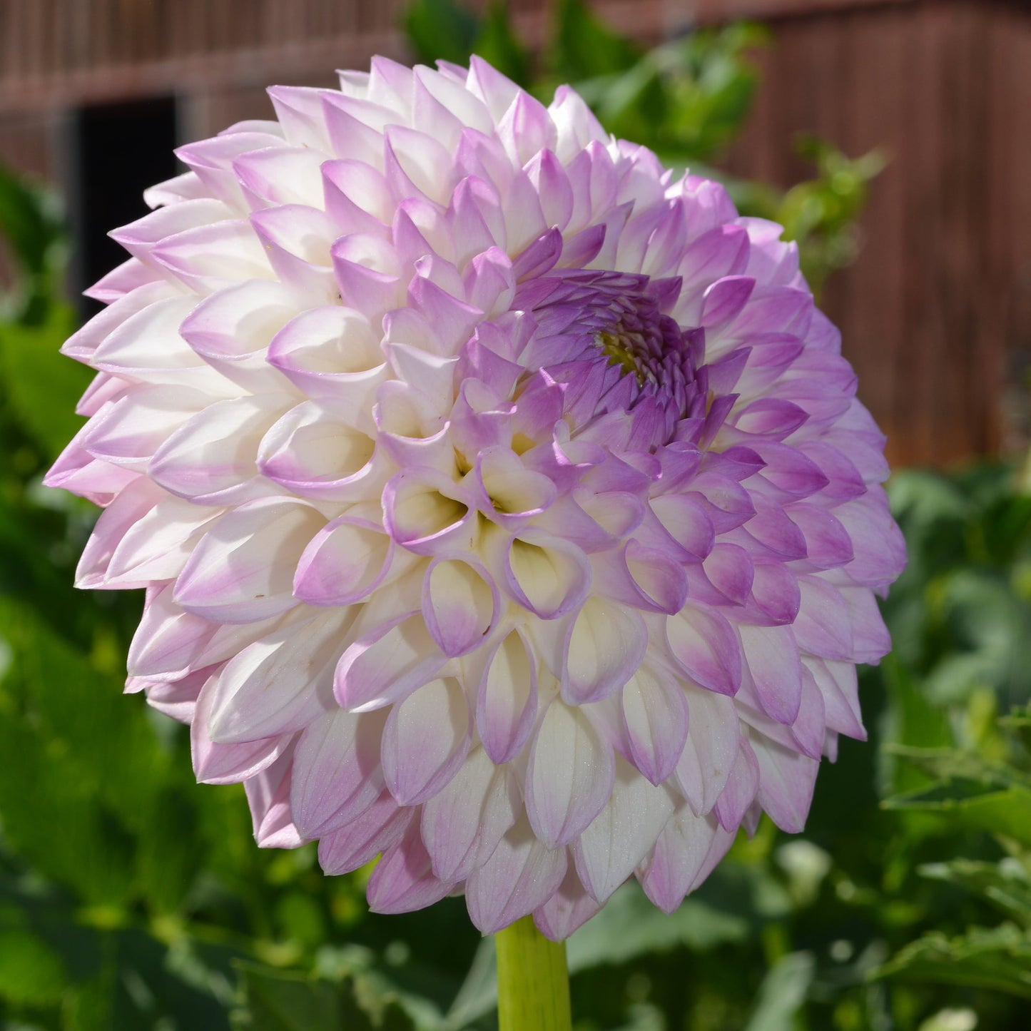 Dahlia Westerton Ella Grace