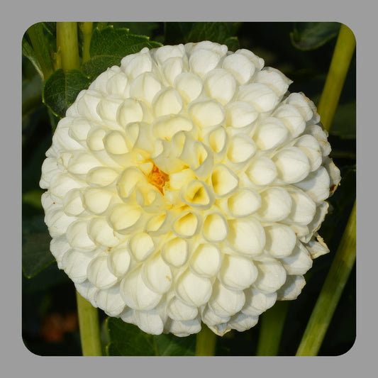 Dahlia White Aster