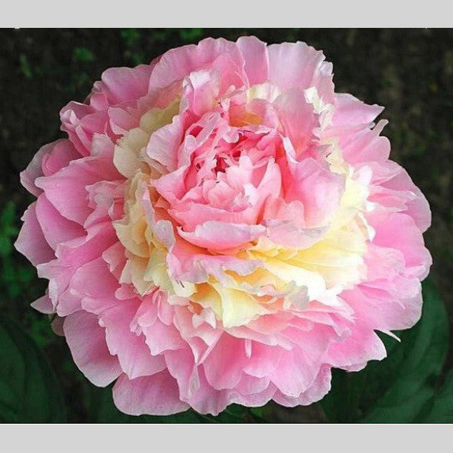 Peony Whopper