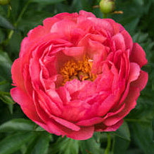 Peony Coral Sunset