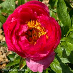 Peony Cytherea